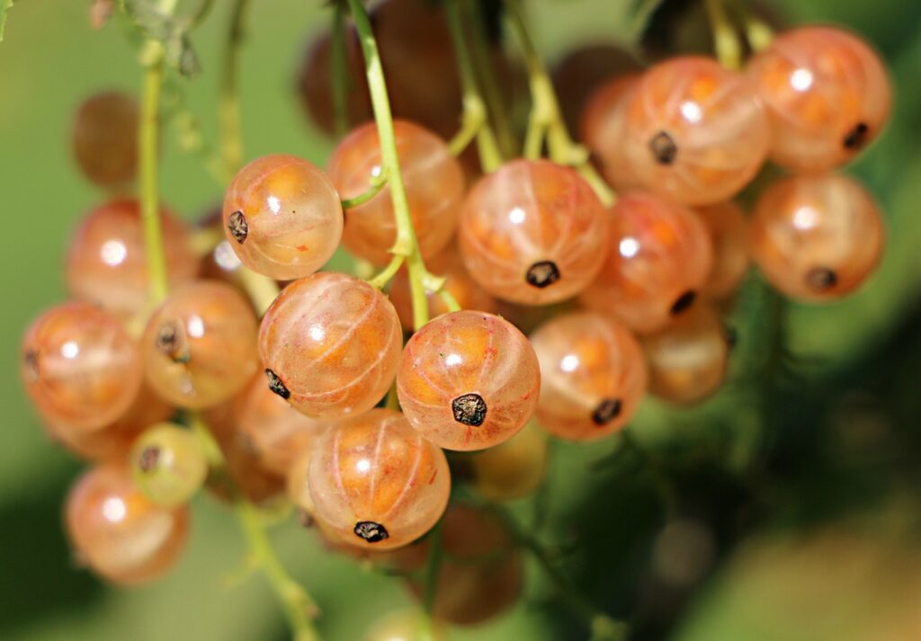 Antioxidantes aliados antienvejecimiento 