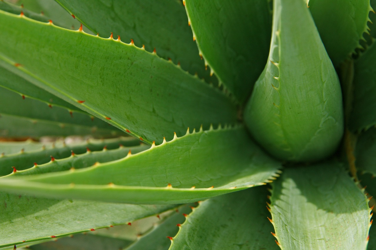 propiedades del Aloe Vera